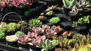 San Diego's North County Is 'Epicenter' Of Succulent Boom