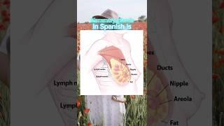 MAMMARY GLANDS in SPANISH | Excel in Medical Consecutive Interpretation