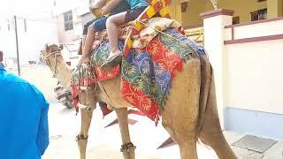 Camel Ride in City Streets | Camel Safari | INDIA