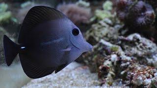 55g reef Scopas Tang the copy of the Yellow Tang,  Marine fish and reef safe