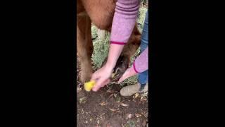 How to apply Pure sole Hoof Cleanse and Pure Sole Mud to a muddy hoof!