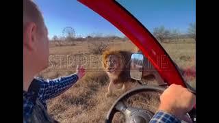 Up close and personal with the lions of Taigan lion park in Crimea Russia