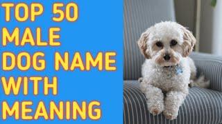 TOP 50 Most Popular Male Dog Names With Meaning / Reine O