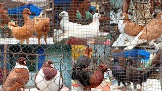 Fancy Pigeon price Update on 29 May at Gallif street / Kolkata Pet Market Visit