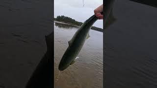 Catching a Giant Tailor on Topwater  #fishing #fishinglure #lure