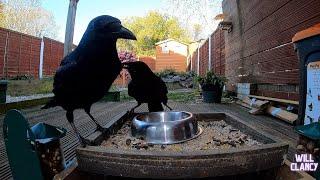 Crows and my yorkies