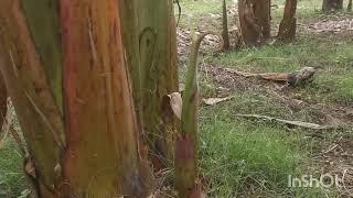 les écartements à respecter dans d'une plantation  de banane  plantain dans la région du littoral