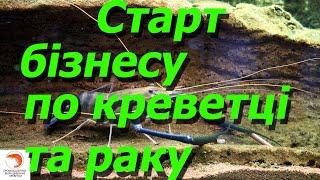 Скільки потрібно грошей для старту бізнесу по креветці та раку