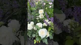 Perennial border with David Austin roses, peonies, gaura and more