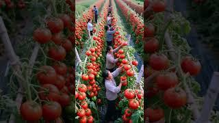 Big red tomato garden#farm #farming #fruit #satisfying #farmer #nature