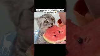 The Cat's Reaction 