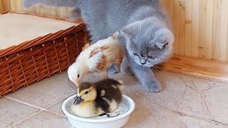 Cheerful family - kitten, duckling and chickens.