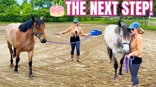 My Draft Cross Fillies Are Both 2 Years Old! Time To Measure & Lunge Them