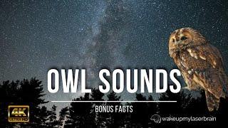 Tawny Owls Sounds at Night, Hooting  10 Hours | For Studying, Laser Focus, Sleep | 4K | Bonus Facts