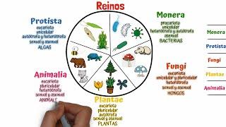 Clasificación de los seres vivos Taxonomía