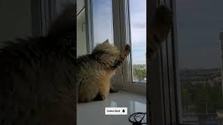 Catch a fly | Nafantik  #cat