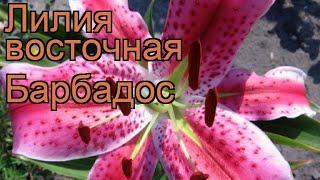 Лилия восточная Барбадос (lilium)  лилия Барбадос обзор: как сажать луковицы лилии Барбадос