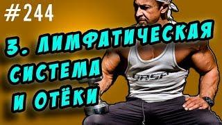 лимфатическая система. лимфатические отеки. как возникают и как бороться.