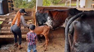 Dia no Sítio da Ruiva da Roça e FAMÍLIA.LIDA sem LUZ,Tirando leite,Frango caipira,picolé, prosas e +