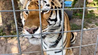 Sabeena the Beautiful Bengal Tiger Chuffing