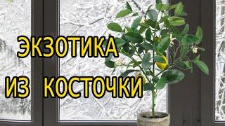 Экзотика из косточки на северном окне. Видео от подписчика Влада