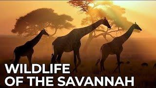 Savannah Wildlife: A Journey Through Nature's Wonders