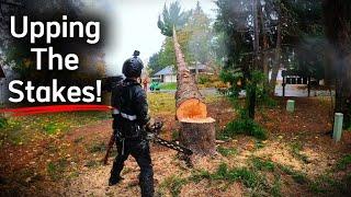 Battling The Wind & Rain! | Tree Removals Right Next to a House