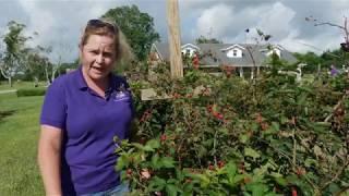 2020 LSU AgCenter Blackberry Field Day (Varieties)