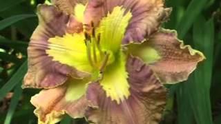 Лилейник daylily SPACECOAST PATTERN PLUS