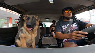 Vlog 52: SUNDAY FUN DAY WITH THE DOGS | German Shepherd | Paps Niks TV