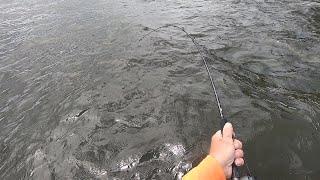 Battle with Back Bay Beast From The Kayak  South Jersey Kayak Fishing