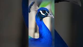 Vairamuthu#Bluecolour#Series