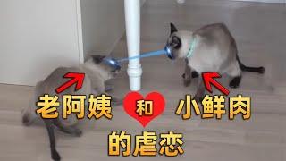 相差3岁的猫夫妻，每天都在争斗，原来是这个环节出了问题