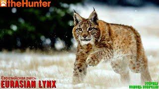  theHunter Classic  Рубрика: Помощь новичкам  Eurasian Lynx part I 