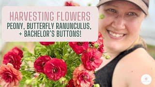 Harvesting Spring Flowers // How to: Peony, Butterfly Ranunculus, + Bachelor's Buttons!