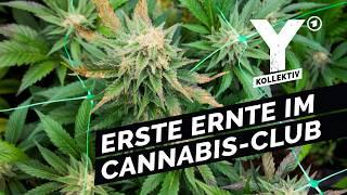 Cannabis Social Club: Einfach legal Kiffen? | Y-Kollektiv