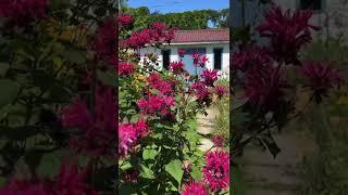 Chihuahua Cedric Rates Flowers In His Garden  ️