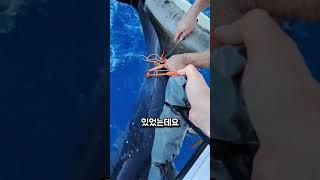 아내를 살리기 위한 돌고래의 놀라운 행동
