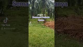 Part 1 Vlog Ojek Sawit Di Kebun Sawit