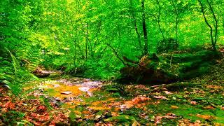 Relaxing Birdsong and babbling Stream, Nature Sound for Stress relief.