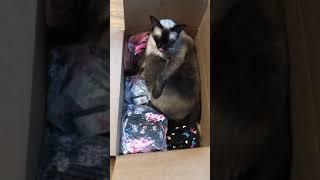 #shorts  سيامي قط سمين جميل