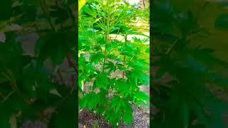 ETHOS Master Kush #420 #growing