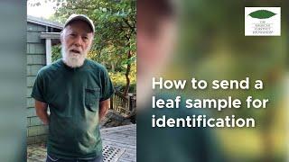 How to submit a leaf sample to The American Chestnut Foundation for identification.
