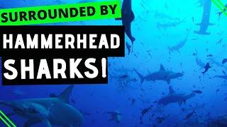 Huge School of Hammerhead Sharks - INSANE EXPERIENCE