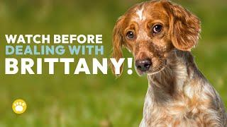 Watch Before Dealing with the Brittany Dog Breed