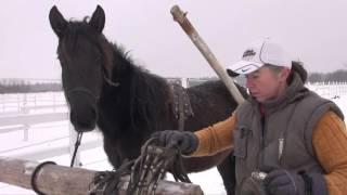 Заездка молодой лошади в сани - первый раз запрягли.