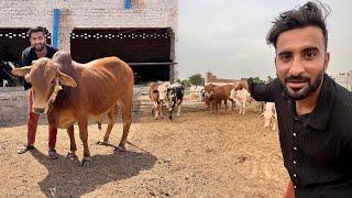 Alhumdullilah Hum Ny Qurbani Ka Janwr Le Lya️Bht He Piara Hai