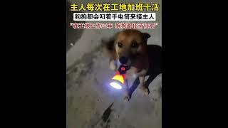 这世界不能没有小狗#狗狗 #狗狗的心思都写在脸上了 #治愈系 #中华田园犬 #狗狗故事 （视频素材源自于搬砖大队（旺总））