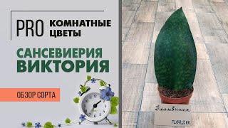 Сансевиерия Виктория - популярный сорт | Щучий хвост или тещин язык в новом формате