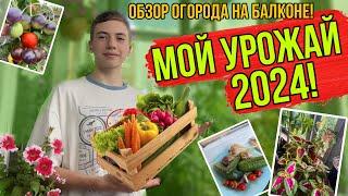 МОЙ УРОЖАЙ! ОБЗОР МОЕГО ОГОРОДА НА БАЛКОНЕ! 7 августа 2024.